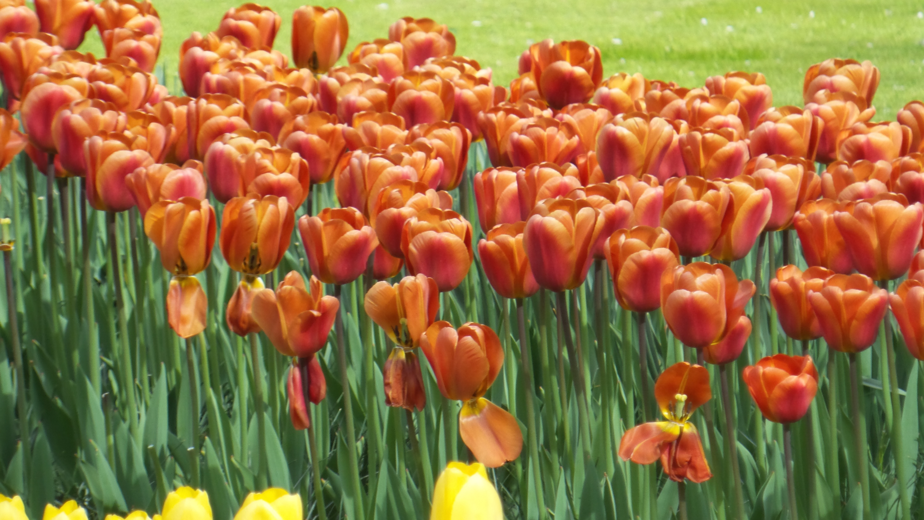 2014-04-17 Holland Tulips 23.jpg